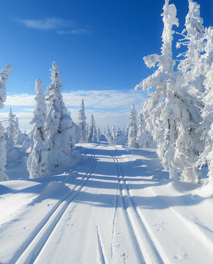 Лыжня через зимний лес