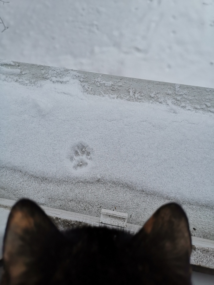 took a walk - My, cat, Snow