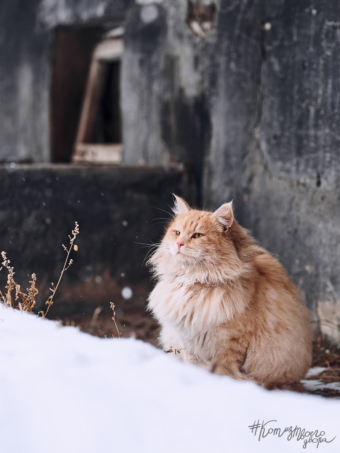 Батон любуется зимой - Моё, Кот, Животные, Домашние животные, Бездомные животные, Фотография, Зима, Дворняга, Фотограф