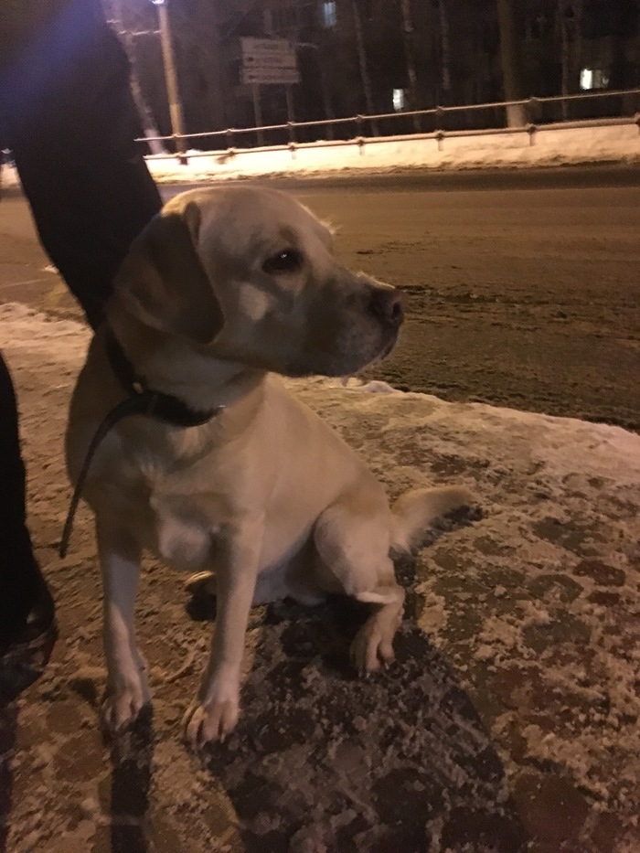 Found a dog. - Labrador, Dog, Dolgoprudny, Longpost, No rating, Found a dog