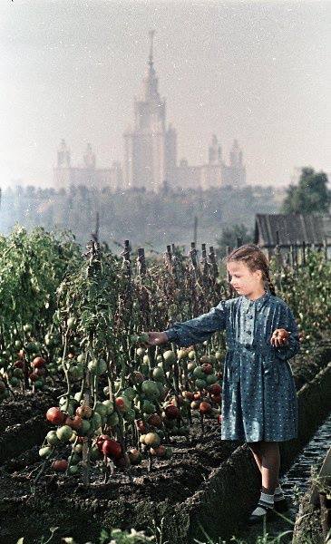 Harvest. - Old photo, Moscow