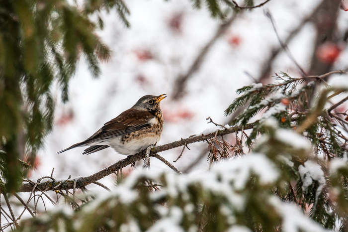 Random winter birds - My, Longpost, Nature, Winter, Birds, The photo