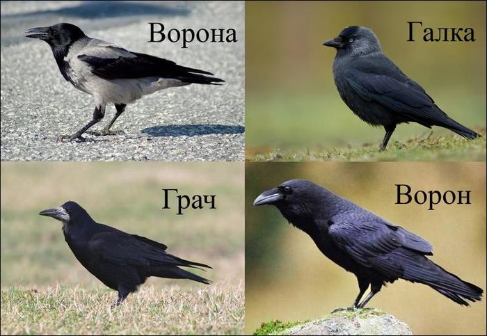 In case someone, like me, can't tell them apart - Crow, Crow, Rook, Jackdaw, Birds