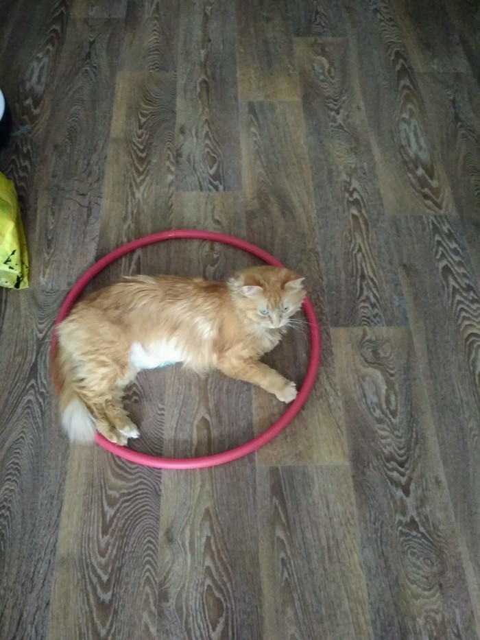 Safest place - My, Catomafia, Funny, Hoop, cat