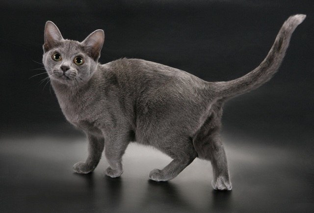 Some facts about cats - cat, Facts, Catomafia, GIF, Longpost, , Korat, Abyssinian cat