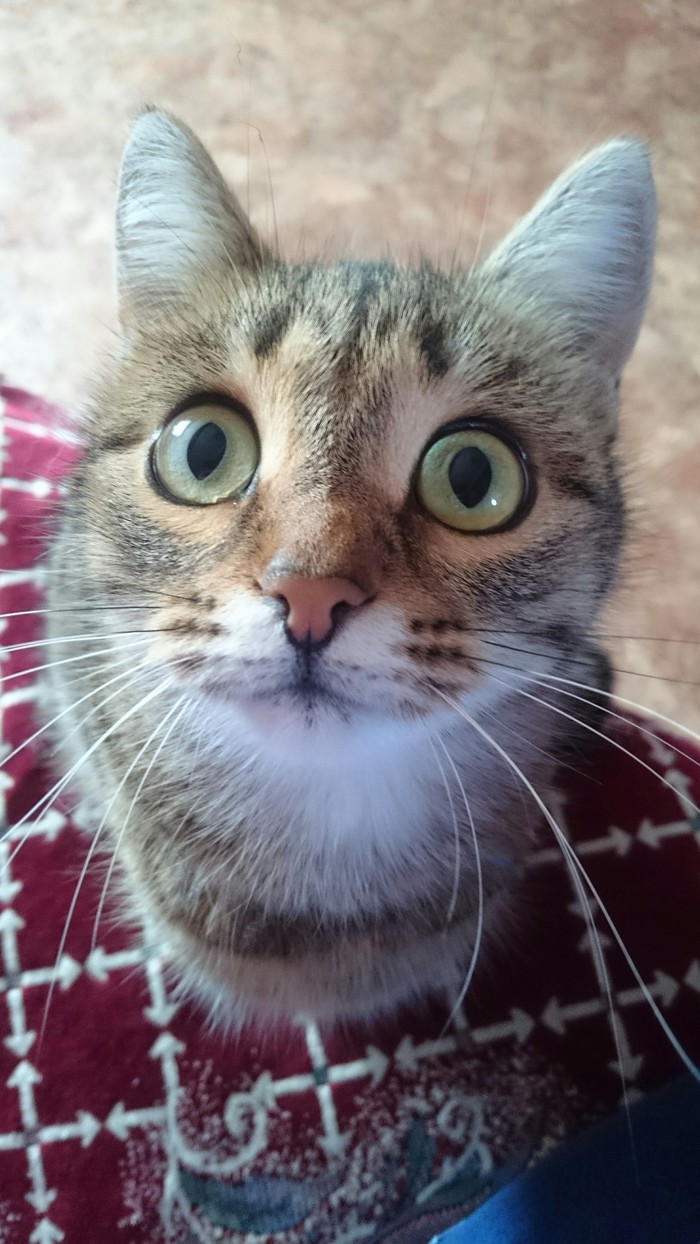 sharp eyes - cat, Longpost, Catomafia, Fluffy, Tricolor cat, Eyes, My