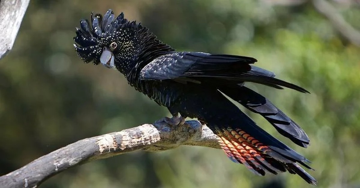 Черный попугай. Краснохвостый Какаду. Черный краснохвосвостый Какаду. Попугай чёрный краснохвостый Какаду. Австралийский Какаду черный.