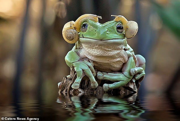 Frog Princess Leia - Star Wars, Princess Leia, Frogs, In the animal world, Snail, The photo