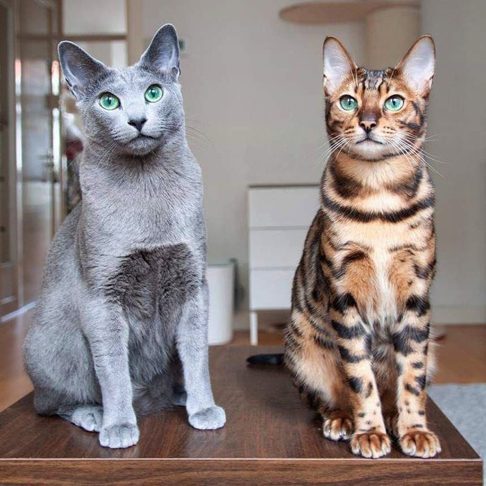 Perfect photo ;) - Animals, The photo, Bengal cat, Russian blue, cat