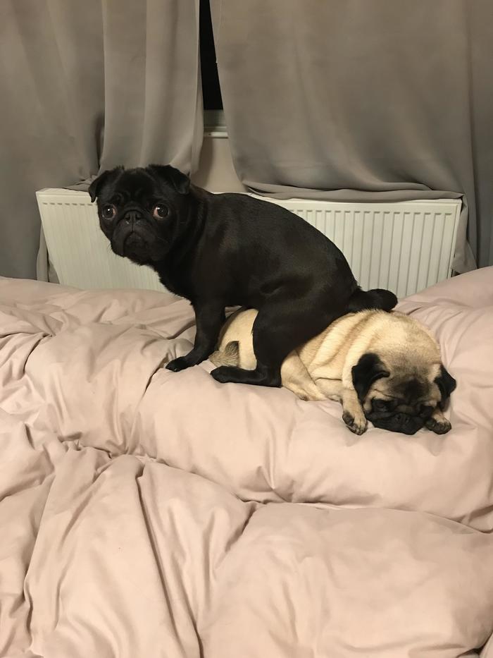 And I'm so comfortable - Reddit, Pug, , Milota, Dog