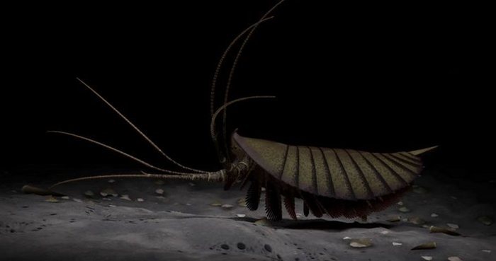 Lyncholia - Paleontology, Cambrian, Arthropods, The science, Copy-paste, Elementy ru, Longpost