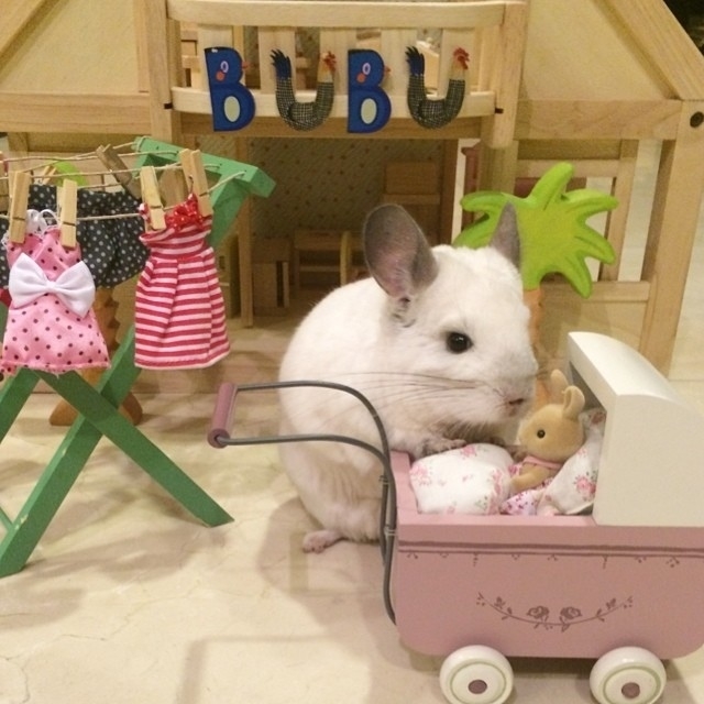 Wake up baby - Chinchilla, Animals, Milota, Stroller, Bubu