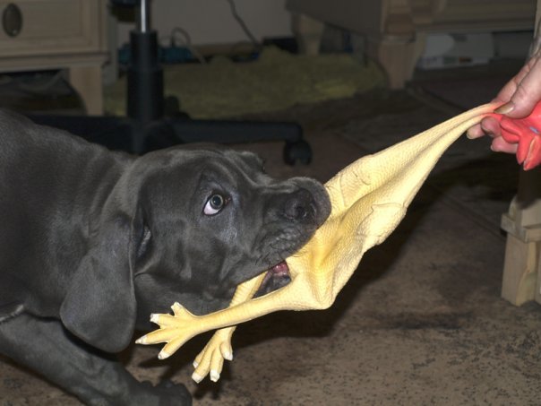 Bone Day! - My, Dog, Cane Corso, Animals, The photo, Dog days, , Longpost