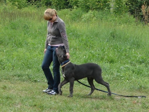 Bone Day! - My, Dog, Cane Corso, Animals, The photo, Dog days, , Longpost