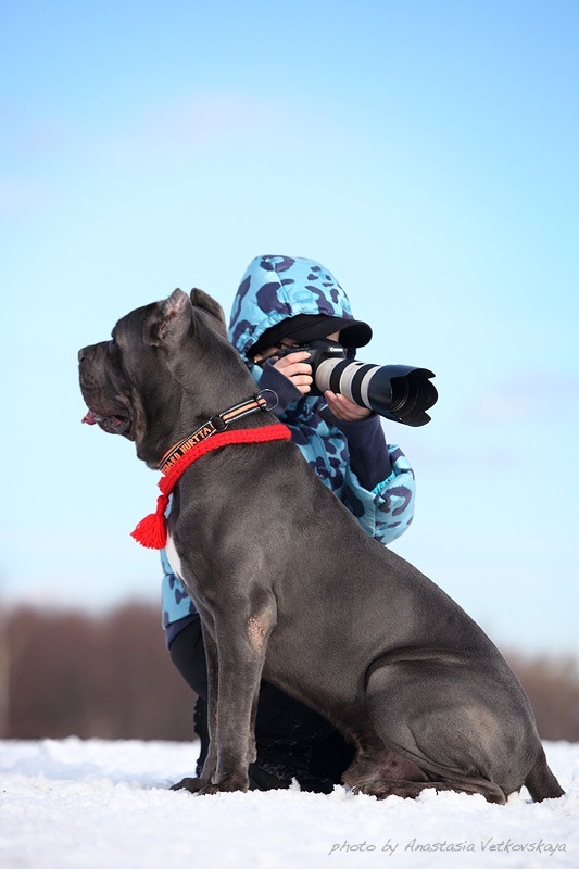 Bone Day! - My, Dog, Cane Corso, Animals, The photo, Dog days, , Longpost