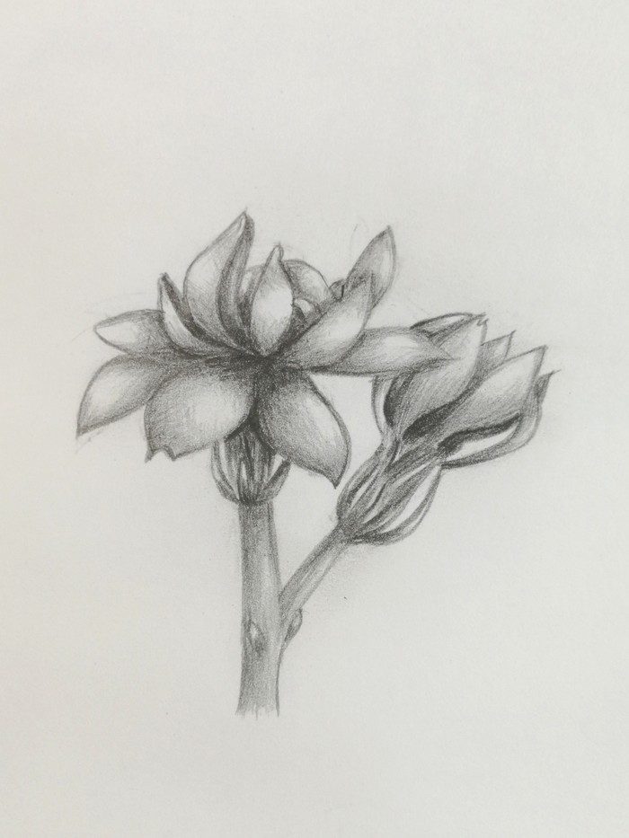 Floral sketches - My, Drawing, Sketch, Pencil drawing, Art, Longpost