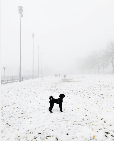 Doggy in Canadian fog - Canada, Dog, Fog, Winter, North America, Milota