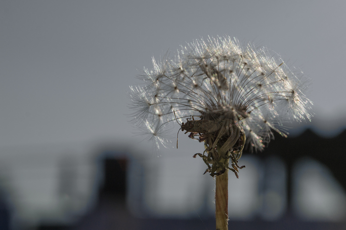 Dandelion Guardians - My, The photo, Photographer, Жуки, Insects