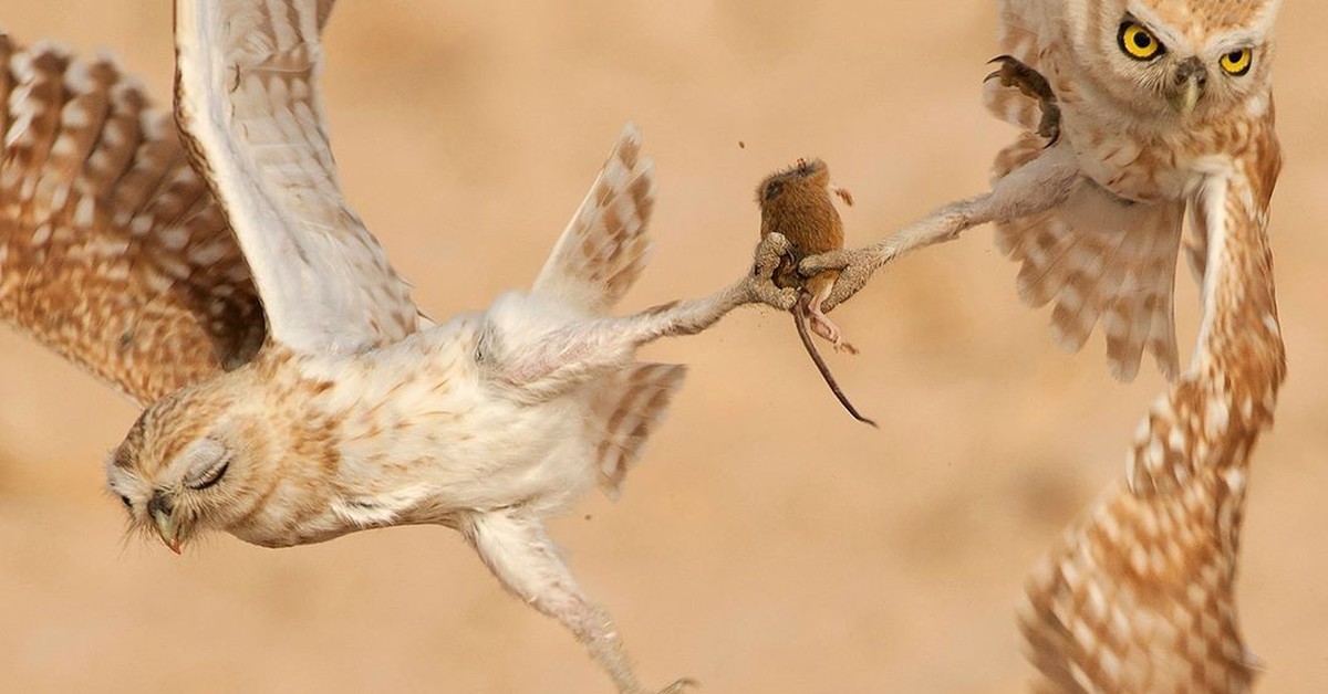 Болотный сычик. Филин в пустыне. Сипуха обыкновенная охота. Сова арты. Сова ест мышь.