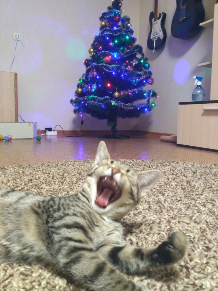 Maaam, well, buy a toy! - My, Kittens, Artificial Christmas tree, Yawn, cat
