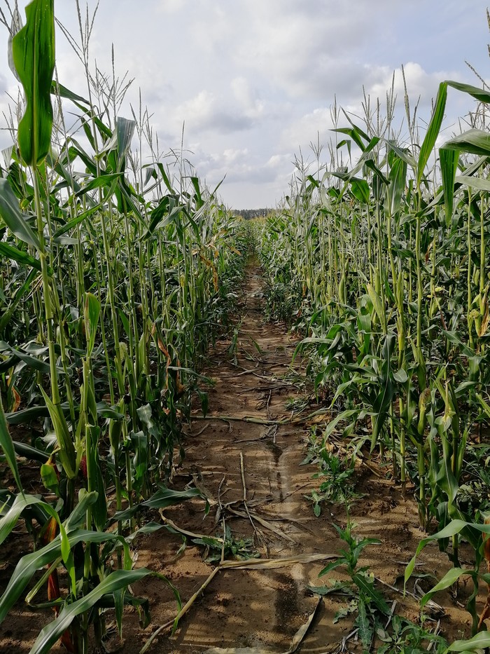 mysterious view - My, Summer, Corn, Field