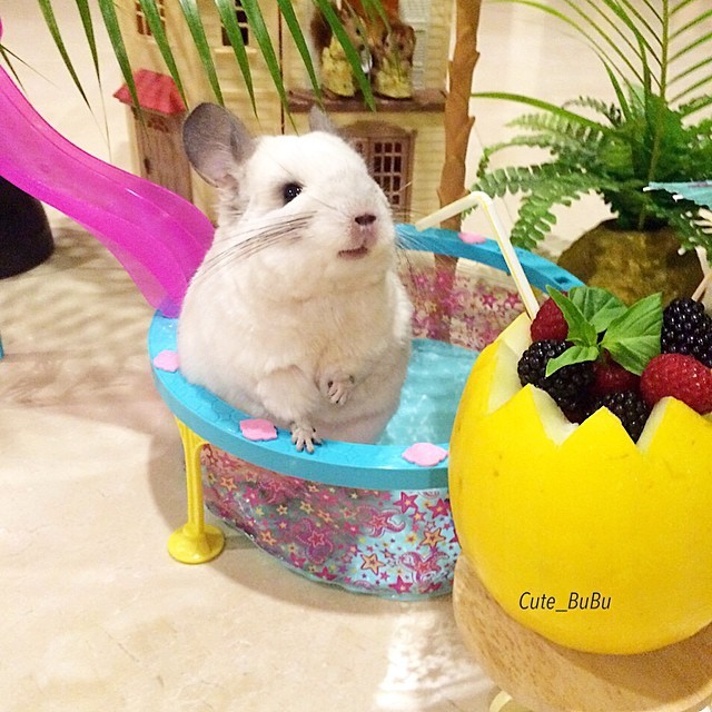 Chinchilla needs a vacation too. - Chinchilla, Animals, Milota, Longpost, Bubu