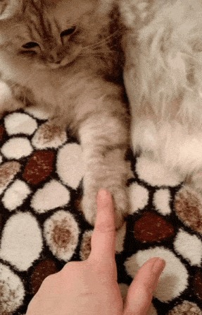 Коты - не рабы
