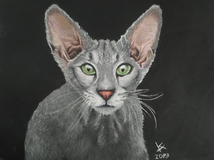 cat - My, Pastel, cat, Oriental cats, Animalistics, Animals, Drawing