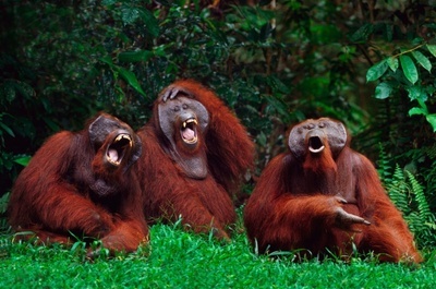 Come up with a name - Humor, Monkey, The photo, Orangutan