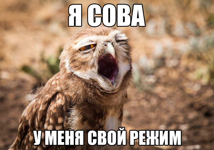 Что такое охота на сов. Смотреть фото Что такое охота на сов. Смотреть картинку Что такое охота на сов. Картинка про Что такое охота на сов. Фото Что такое охота на сов
