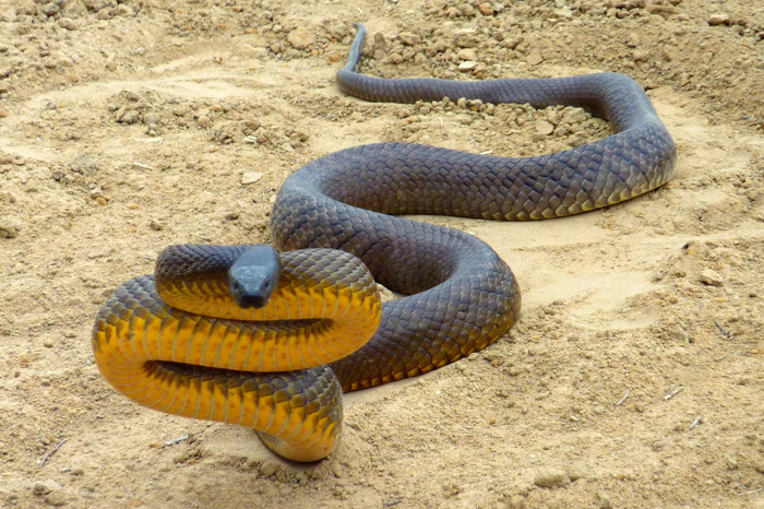 Самая опасная змея на планете фото