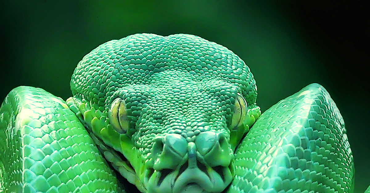 Самые ядовитые змеи Земли. ТОП-10 | Пикабу
