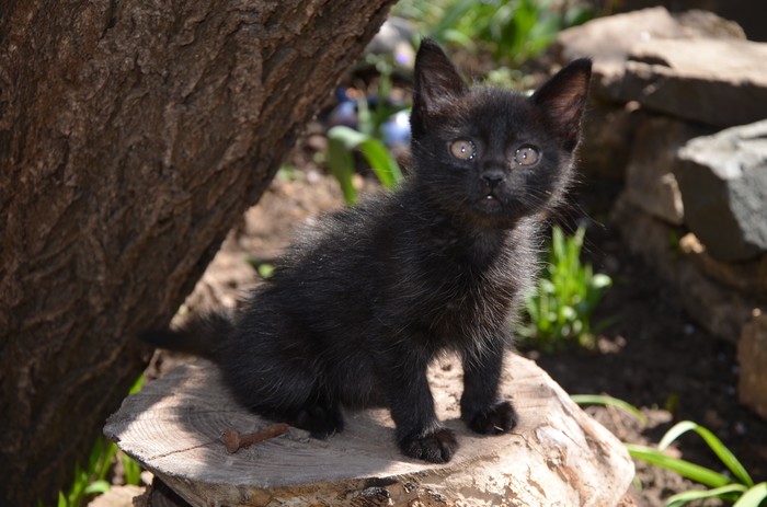 First time on the street - cat, My, Kittens