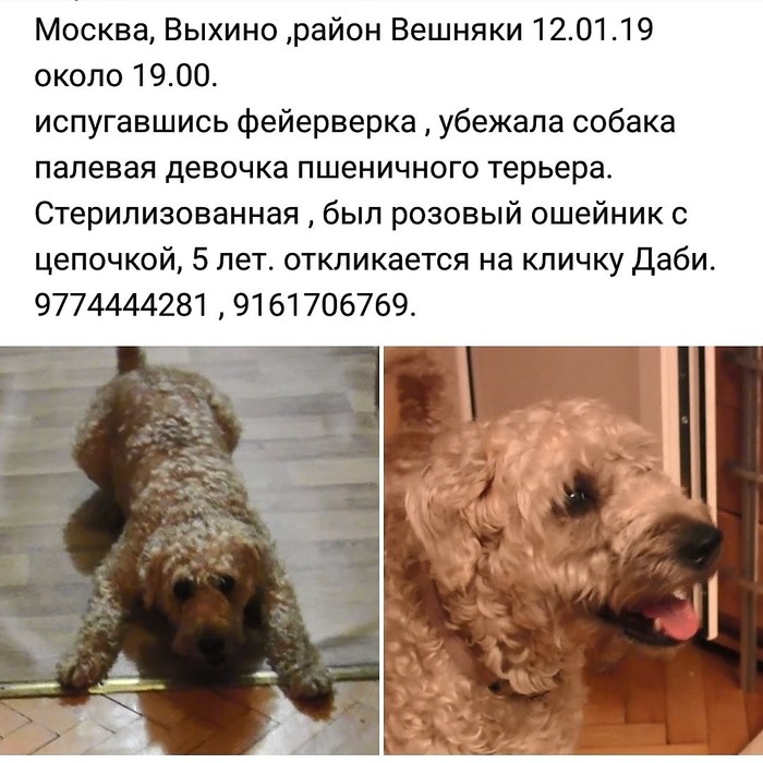 The dog is missing! - My, Dog, The dog is missing, Vykhino, Irish Terrier, Poodle, Veshnyaki, A loss, No rating