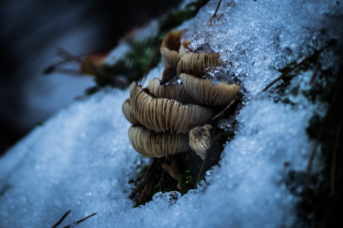 About mushrooms in winter - My, The photo, Winter, Nature, Snow, Mushrooms, Macro, Macro photography, Cold