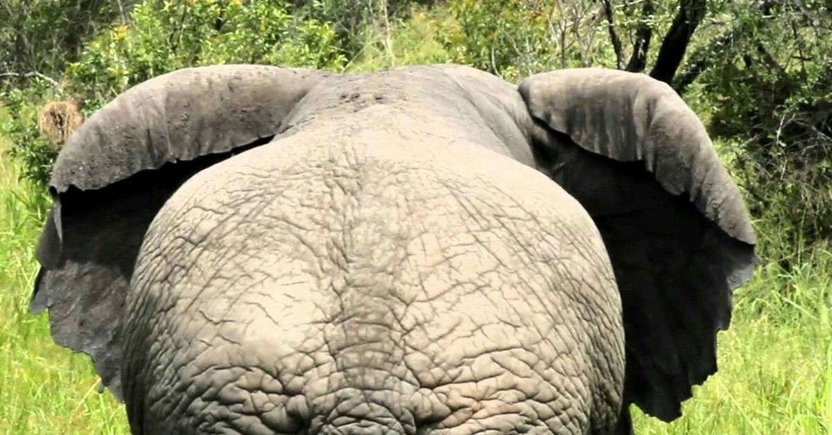 Huge Elephant Dick