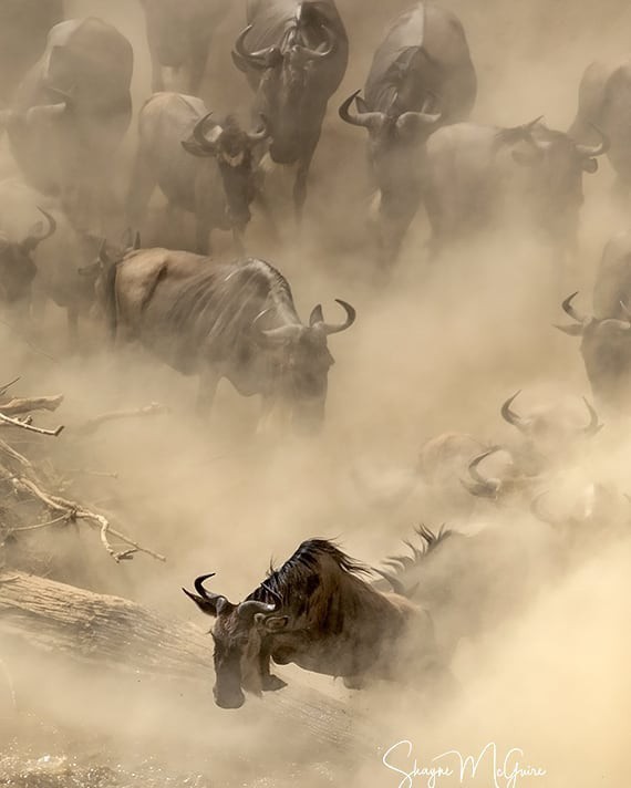 Great Animal Migration in Africa - The photo, Animals, Wildebeest, Africa, Kenya