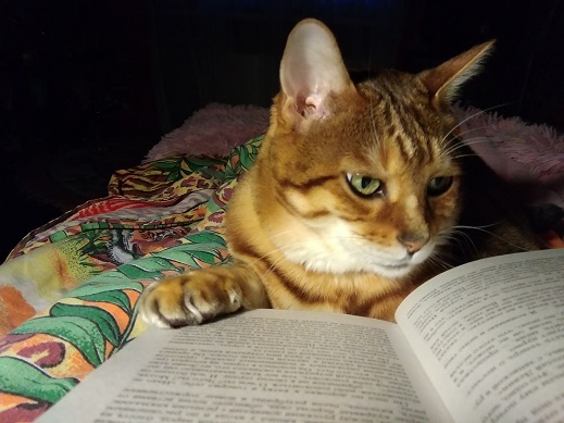 Reading at night with a cat. - My, cat, cat house, Catnarciss