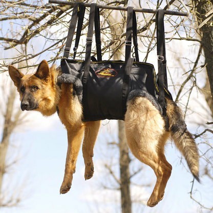 About the dangers of a harness in the protective section - Dog, Training, Dog training