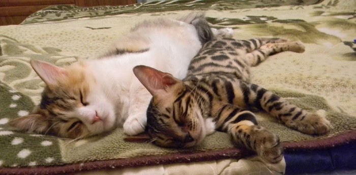 Synchronized felting - cat, Longpost, Tricolor cat, Bengal cat, My, Catomafia