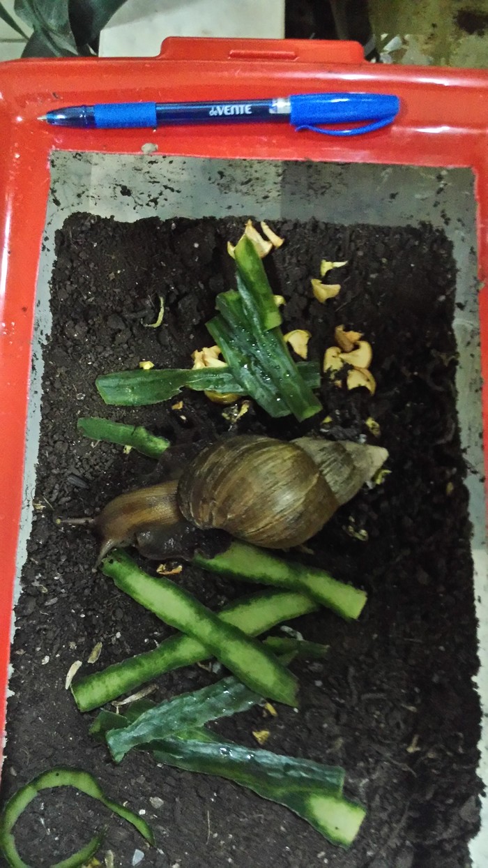 Snail - My, Snail, Pet, Pets' corner, Longpost, Pets