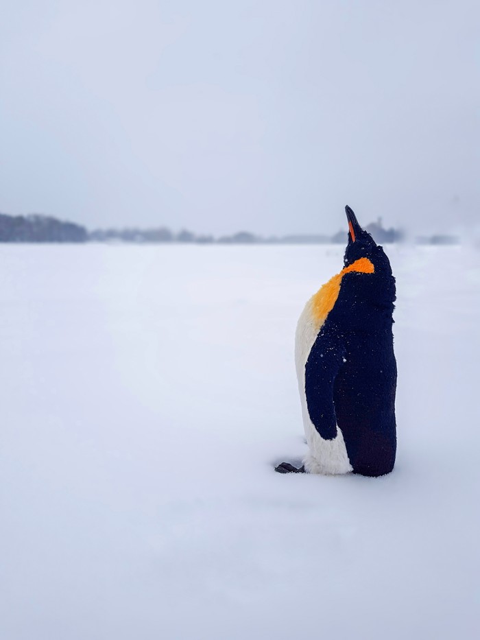 Penguin - My, Penguins, Author's toy, Handmade, Longpost, Needlework without process, Toys, wildlife