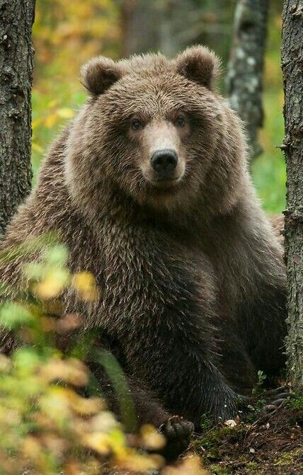 Spent the summer at grandma's - The photo, The Bears, Animals