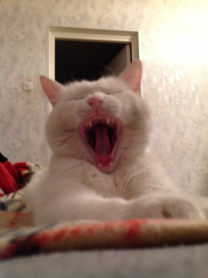 Kotyarov mousetrap - Yawn, cat, Mouth, My