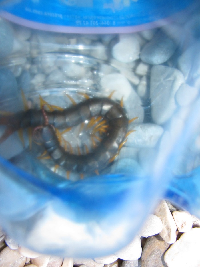 Frosya - My, Centipede, Crimea, Pet, Scolopendra, Longpost, Pets