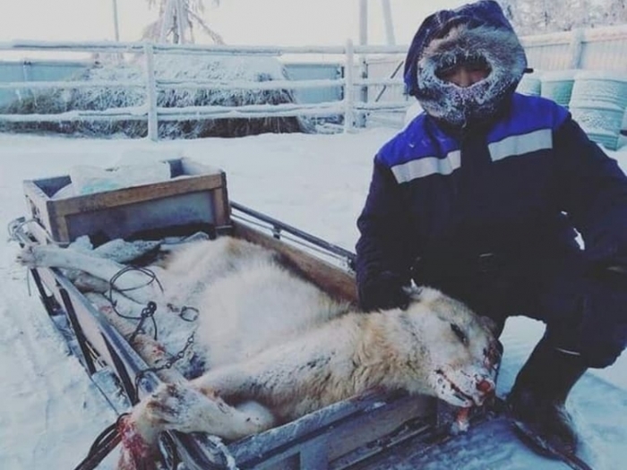 The words of the hunter before the death of the wolf - My, Russia, Hunter, Wolf, Yakutia, Customs, Respect, Bayanai, Video