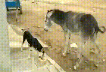 force method - Donkey, Dog, Share, Food, GIF