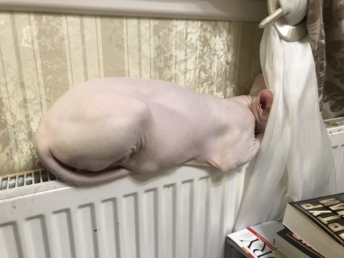 Кошка интроверта