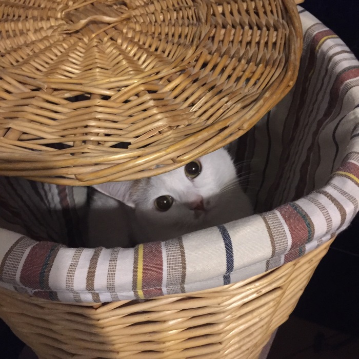 Well, what do you want here? - My, cat, Basket, The photo