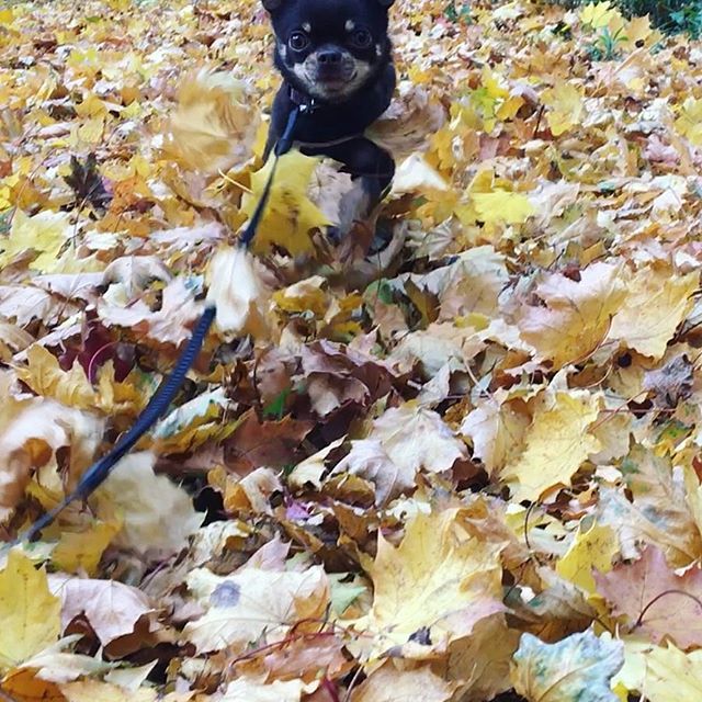 Dog parkour through leaf fall, remembering autumn - My, Chihuahua, Chihuahua, Training, Dog, Chihuahua Juniper, Training in the park, Clip with dog, Video